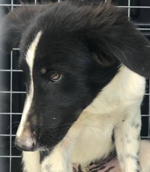 dog image
